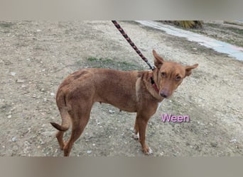 Ween geb. 10/2023 (ESP) - verschmuste und fröhliche Podenco Hündin sucht ihr Für-immer-Zuhause!