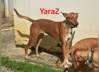 Yara2 geb. 05/2025 (ESP) - verspielte, wunderschöne Podenca sucht ihr Zuhause!