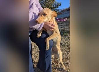 Nala7 geb. 11/2024 (ESP) - fröhliche und verschmuste Podenco Maus sucht ihre eigene Familie!