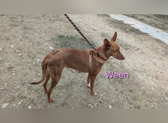 Ween geb. 10/2023 (ESP) - bildhübsche, verschmuste und fröhliche Podenca!