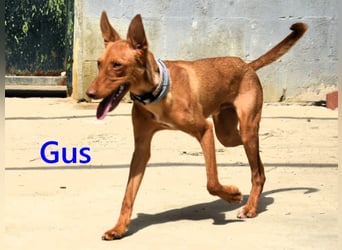 Gus geb. 01/2025 (ESP) - verspielter, fröhlicher und verschmuster, junger Podenco!
