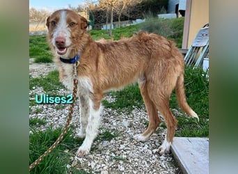 Ulises2 geb. 05/2025 (ESP) - fröhlicher und menschenbezogener Podenco Welpe sucht eine Familie!