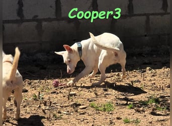 Cooper3 geb. 03/2022 (ESP) - lieber, aktiver und anhänglicher Podenco-Bub sucht ein Zuhause!