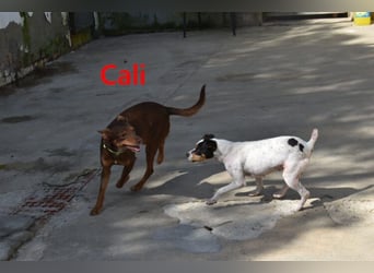 Cali geb. 05/2024 (ESP) - sehr süße, freundliche und menschenbezogene Podenco Orito Hündin!