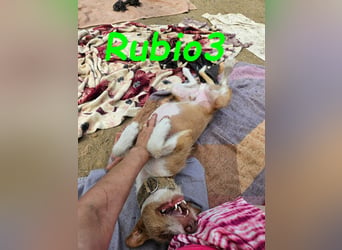 Rubio3 geb. 12/2024 (ESP) - freundlicher, kleiner Podenco-Rüde sucht sein Körbchen!