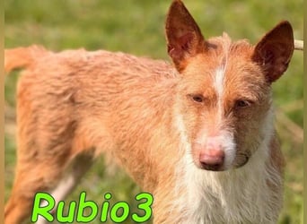 Rubio3 geb. 12/2024 (ESP) - freundlicher, kleiner Podenco-Rüde sucht sein Körbchen!