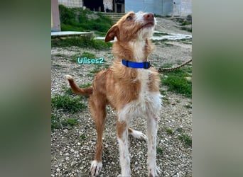 Ulises2 geb. 05/2025 (ESP) - fröhlicher und menschenbezogener Podenco Welpe sucht eine Familie!