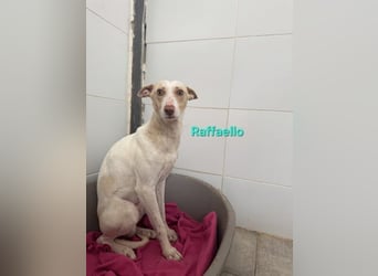 Raffaello geb. 02/2024 (ESP) - feiner, sensibler Podenco sucht sein Körbchen!