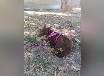 Esperanza geb. 10/2023 (ESP) - menschenbezogene und liebevolle kleine Podenca wartet auf Dich!