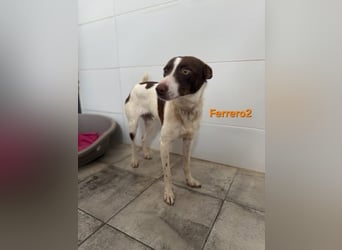 Ferrero geb. 05/2024 (ESP) - ausgeglichener, aufmerksamer Podenco!