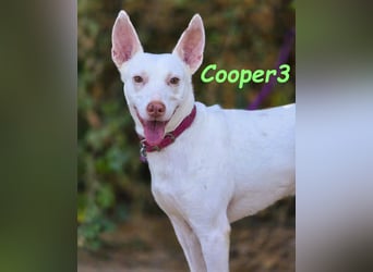 Cooper3 geb. 03/2022 (ESP) - lieber, aktiver und anhänglicher Podenco-Bub sucht ein Zuhause!