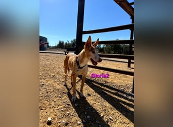 Gloria2 geb. 05/2023 (ESP) - liebe und intelligente Podenca wünscht sich ein liebevolles Zuhause!