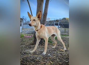 Nala7 geb. 11/2024 (ESP) - fröhliche und verschmuste Podenco Maus sucht ihre eigene Familie!