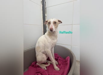 Raffaello geb. 02/2024 (ESP) - feiner, sensibler Podenco sucht sein Körbchen!