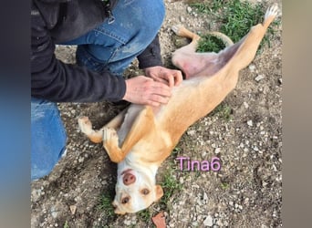 Tina6 geb. 09/2023 (ESP) - aktive, fröhliche, edle und sehr liebe Podenca sucht ein Zuhause!