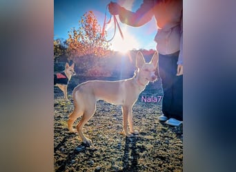 Nala7 geb. 11/2024 (ESP) - fröhliche und verschmuste Podenco Maus sucht ihre eigene Familie!