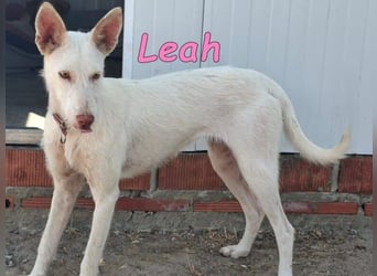 Leah geb. 07/2025 (ESP) - unkompliziert und wahnsinnig süß!
