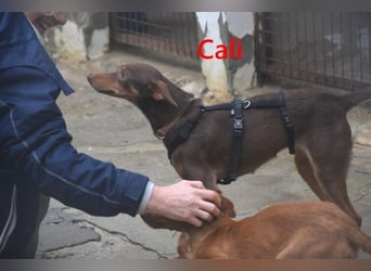 Cali geb. 05/2024 (ESP) - sehr süße, freundliche und menschenbezogene Podenco Orito Hündin!