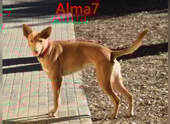 Alma7 geb. 06/2024 (ESP) - sanfte und sehr liebe Podenca!