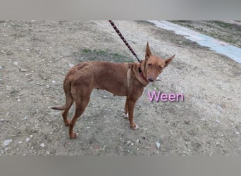 Ween geb. 10/2023 (ESP) - verschmuste und fröhliche Podenco Hündin sucht ihr Für-immer-Zuhause!
