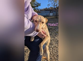 Nala7 geb. 11/2024 (ESP) - fröhliche und verschmuste Podenco Maus sucht ihre eigene Familie!