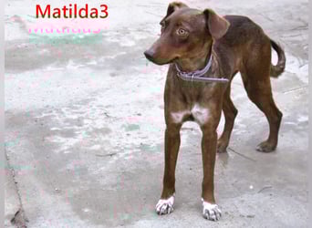 Matilda3 geb. 08/2024 (ESP) - liebenswerte, fröhliche und freundliche Podenca!