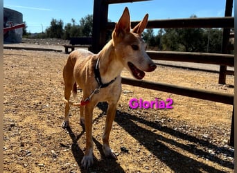 Gloria2 geb. 05/2023 (ESP) - liebe und intelligente Podenca wünscht sich ein liebevolles Zuhause!