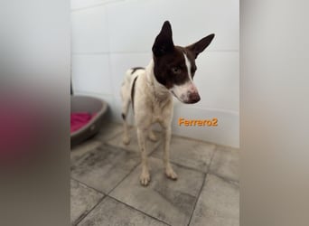 Ferrero geb. 05/2024 (ESP) - ausgeglichener, aufmerksamer Podenco!