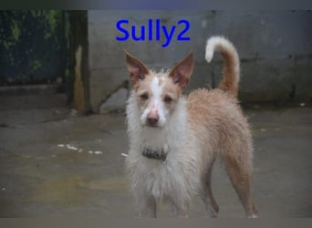 Sully2 geb. 02/2025 (ESP) - süßer Podenco-Rüde sucht dringend ein ruhiges + liebevolles Zuhause!