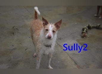 Sully2 geb. 02/2025 (ESP) - süßer Podenco-Rüde sucht dringend ein ruhiges + liebevolles Zuhause!