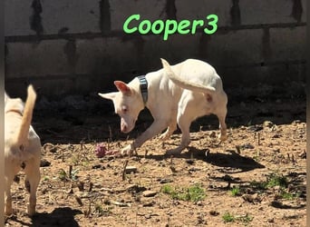 Cooper3 geb. 03/2022 (ESP) - lieber, aktiver Podenco der Kinder liebt!
