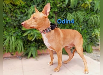 Odin4 geb. 01/2024 (ESP) - liebenswerter, edler und sanfter Podenco!