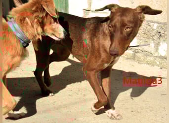 Matilda3 geb. 08/2024 (ESP) - liebenswerte, fröhliche und freundliche Podenca!