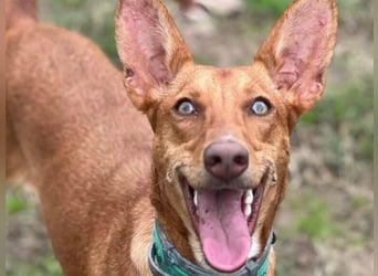 Yara2 geb. 05/2025 (ESP) - verspielte, wunderschöne Podenca sucht ihr Zuhause!