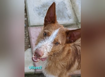 Ulises2 geb. 05/2025 (ESP) - fröhlicher und menschenbezogener Podenco Welpe sucht eine Familie!