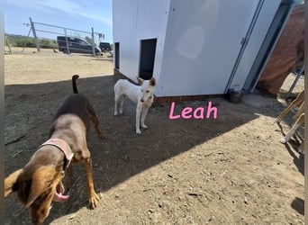 Leah geb. 07/2025 (ESP) - unkompliziert und wahnsinnig süß!
