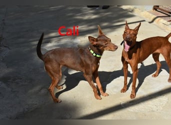 Cali geb. 05/2024 (ESP) - sehr süße, freundliche und menschenbezogene Podenco Orito Hündin!