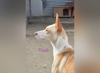 Tina6 geb. 09/2023 (ESP) - aktive, fröhliche, edle und sehr liebe Podenca sucht ein Zuhause!