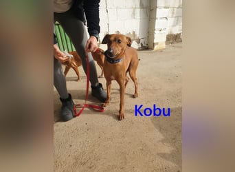 Kobu geb. 08/2023 (ESP) - menschenbezogener, wundervoller Podenco!