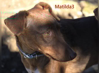 Matilda3 geb. 08/2024 (ESP) - liebenswerte, fröhliche und freundliche Podenca!