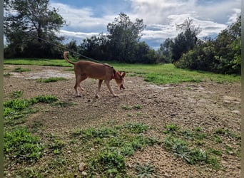 PUNI ist ein Sonnenschein