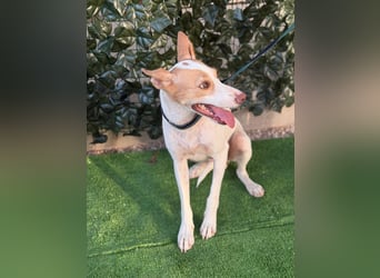 Alesandra - sanfte, liebevolle Podenco-Hündin