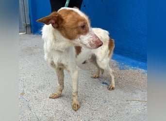 BALOO der nette unkomplizierte Hundemann