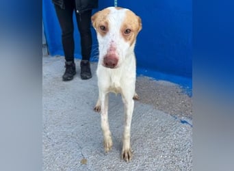 RAYOS der Menschen liebt