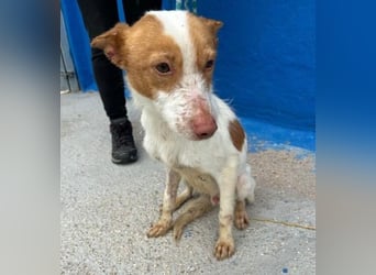 BALOO der nette unkomplizierte Hundemann