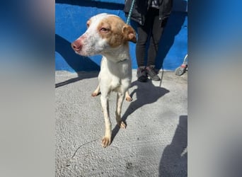 RAYOS der Menschen liebt