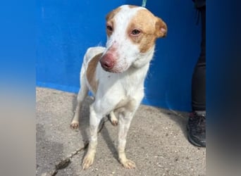 RAYOS der Menschen liebt