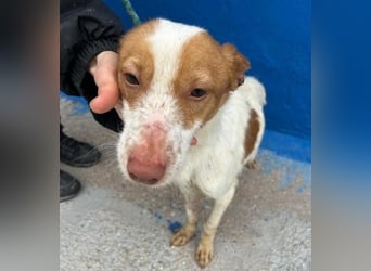 BALOO der nette unkomplizierte Hundemann