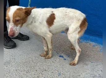 BALOO der nette unkomplizierte Hundemann