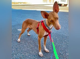 QUINOA das zarte Mädchen